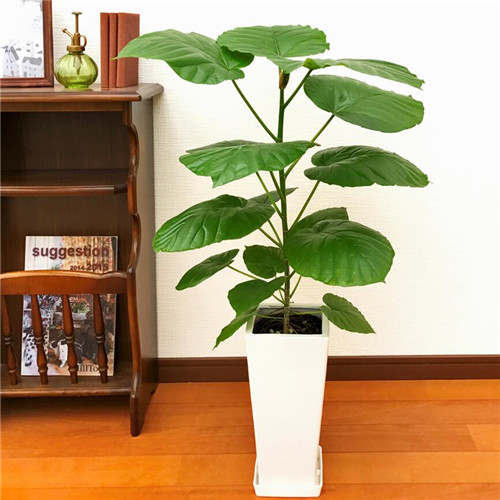 湖北观音树培植-阳特精心打造-口碑杠杠的