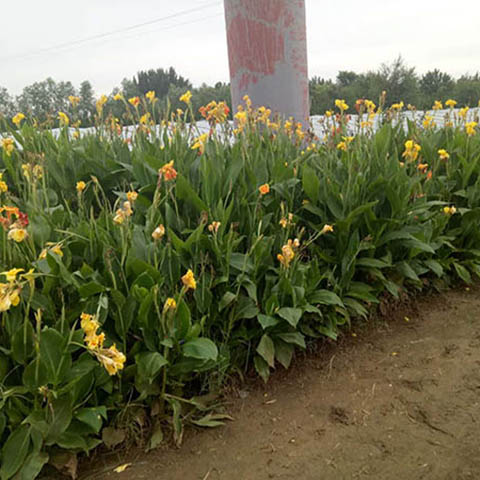 青州市三色堇种植基地