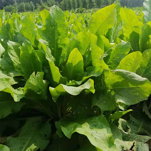 湖南安全的高钾菜种植厂家_天力宏泰