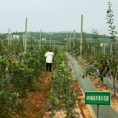 烟台矮化苹果苗木基地图片