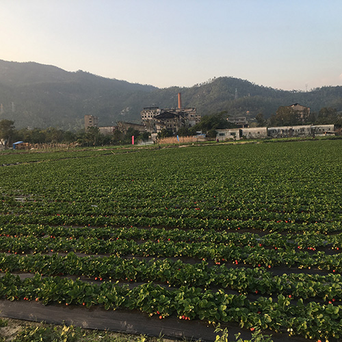 珠海草莓园_万里红草莓