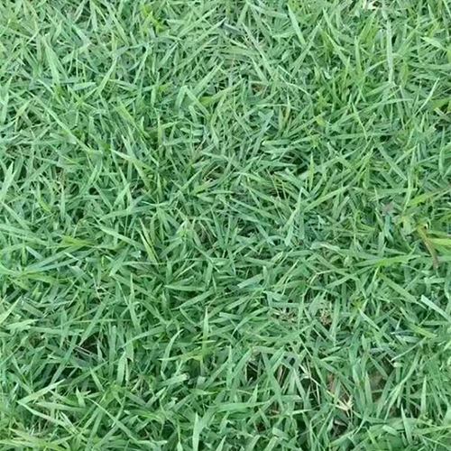 草皮种植_中山蒋记草场