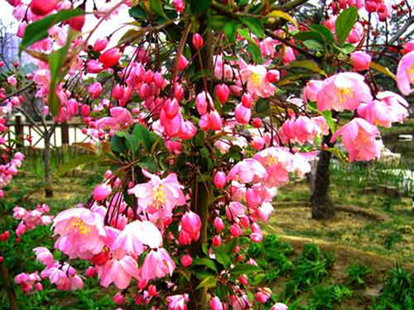 甘肃五公分西府海棠树苗怎么选 迦南苗木种植基地