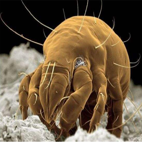 罗湖快捷的家庭消毒哪家好