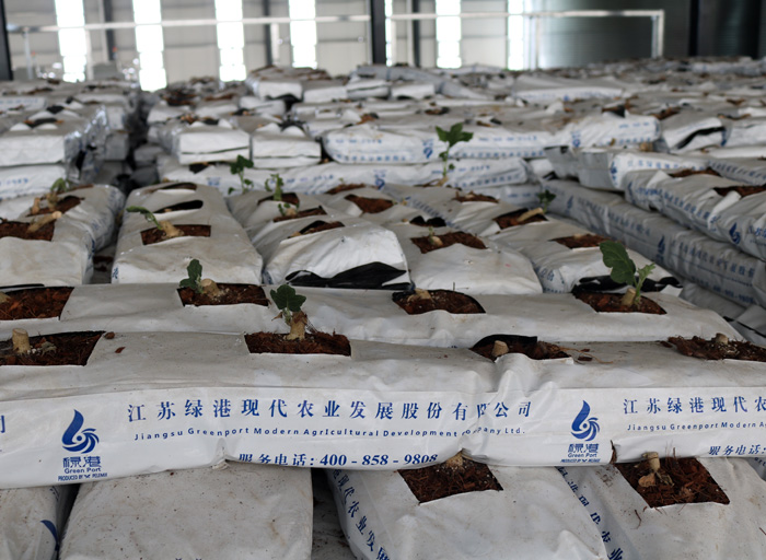 椰糠条椰块椰糠栽培条山东垦源农业