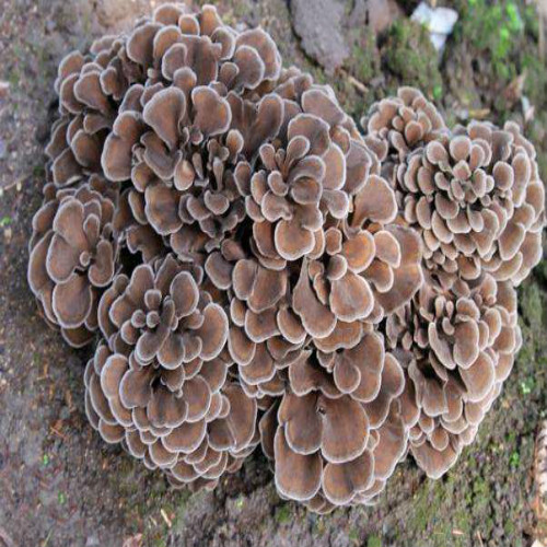 还是一种好看又好吃的美味食用菌,那么虎松茸菇的功效与作用是什么呢?