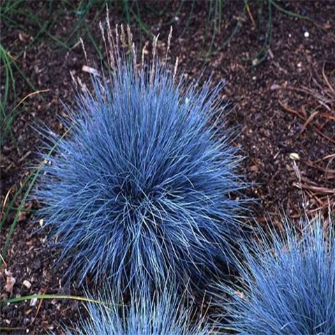 湖南【常春藤】花海_凯琴花卉为您提供多样化的方案