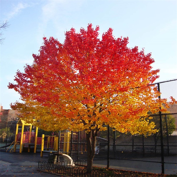 正宗美国红枫秋火焰
