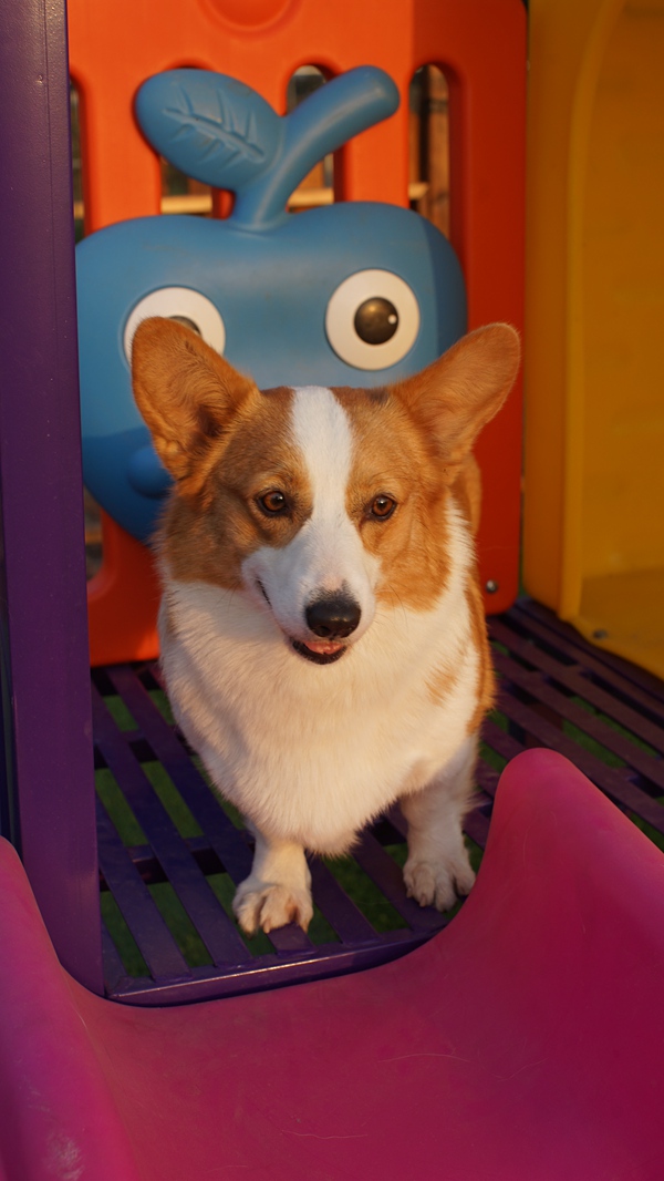 天津宠物娱乐项目有哪些,宠之岛让您和爱宠相处更加融洽